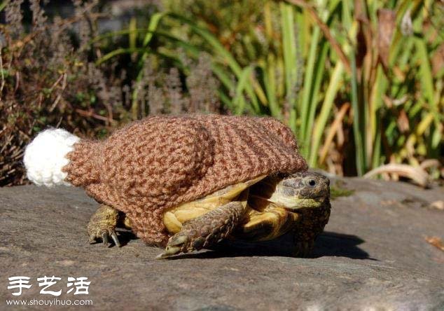 创意针织：假如给乌龟穿上衣服！(图6)