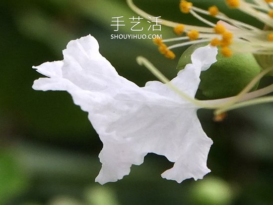 花儿还可以这样玩！创意让花儿变得这么有趣(图7)