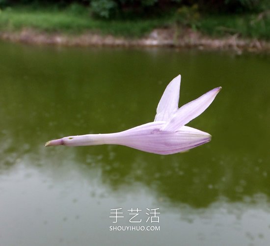 花儿还可以这样玩！创意让花儿变得这么有趣(图5)
