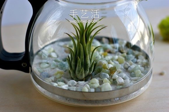 旧咖啡壶改造 DIY制作空气植物盆景的方法(图3)