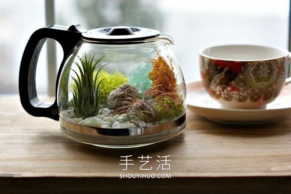 旧咖啡壶改造 DIY制作空气植物盆景的方法(图4)