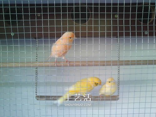 旧书架改造鸟柜的方法 旧家具DIY制作超大鸟笼(图8) 旧书架改造鸟柜的方法 旧家具DIY制作超大鸟笼(图8)