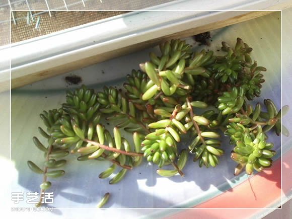 镜框改造多肉植物花盆 创意多肉花盆DIY方法(图12)
