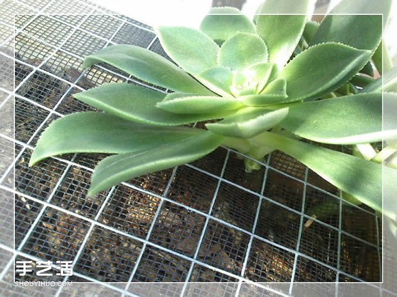 镜框改造多肉植物花盆 创意多肉花盆DIY方法(图14)