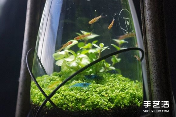 煤油灯改造成水族箱 当然也可以拿来种盆栽(图3)