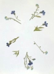 押花手工DIY方法(图3)