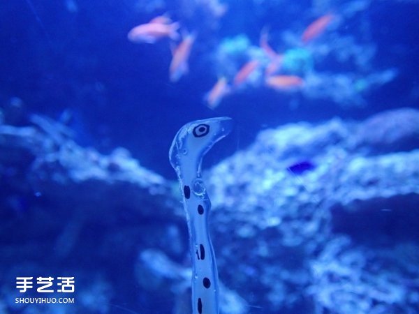 创意DIY：如何用强力胶自制花园鳗的方法(图8)