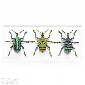 犹如宝石般斑斓夺目的昆虫标本(图5)