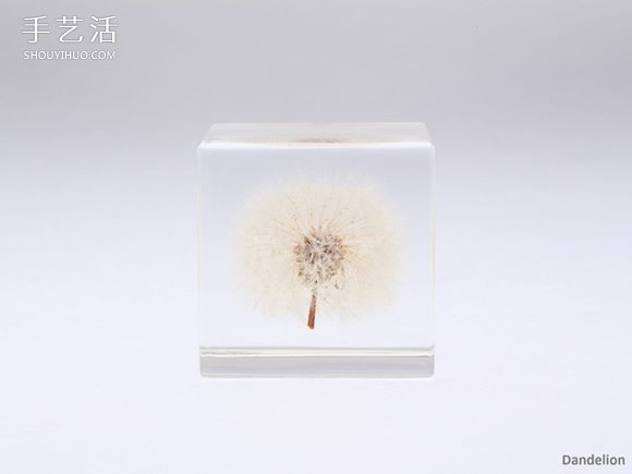 吉村紘一的树脂标本方块 将大自然封于小宇宙(图3)