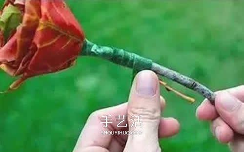 落叶制作玫瑰花图解 枫叶玫瑰花的做法步骤(图6)