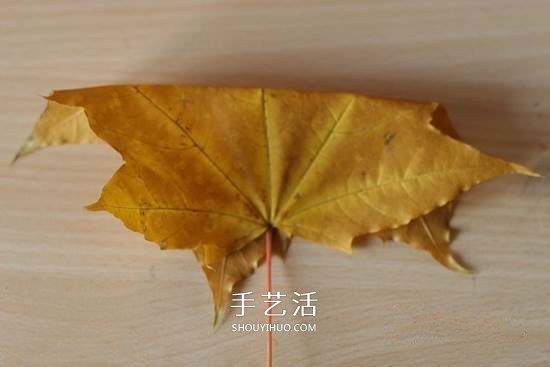 枫叶怎么做玫瑰花教程 简单枫叶玫瑰DIY方法(图2)